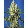 GREEN POISON CBD · Sweet Seeds · sementes de maconha · Fem
