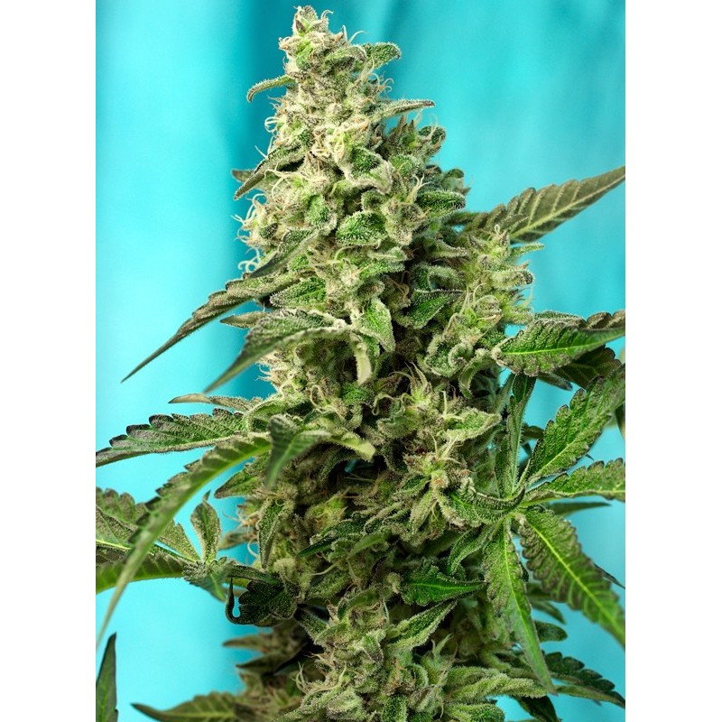 GREEN POISON F1 FAST VERSION · Sweet Seeds · graines de cannabis · Fem