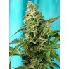 GREEN POISON F1 FAST VERSION · Sweet Seeds · graines de cannabis · Fem