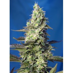 GREEN POISON XL AUTO ·...