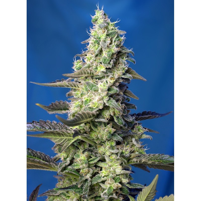 GREEN POISON XL AUTO · Sweet Seeds ·  cannabis samen · AutoFem