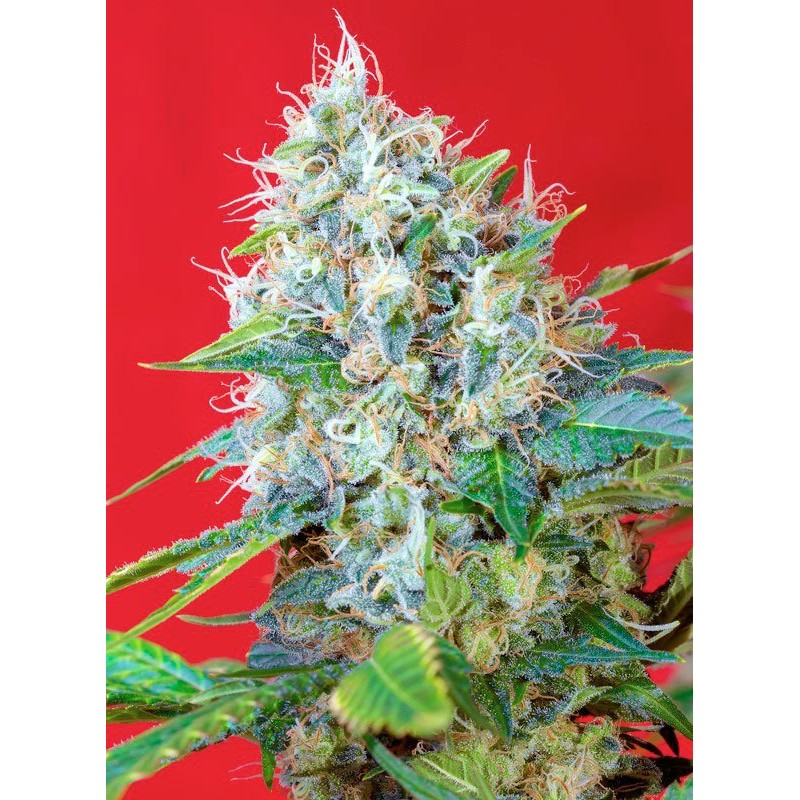 GREEN POISON · Sweet Seeds · semillas de marihuana · Fem