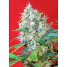 GREEN POISON · Sweet Seeds · kenevir tohum · Disi · Fem