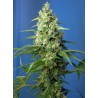 HONEY PEACH AUTO CBD · Sweet Seeds · graines de cannabis · AutoFem