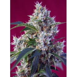 INDIGO BERRY KUSH · Sweet...
