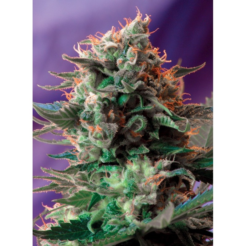 JACK 47 F1 FAST VERSION · Sweet Seeds · graines de cannabis · Fem