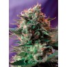 JACK 47 F1 FAST VERSION · Sweet Seeds · sementes de maconha · Fem