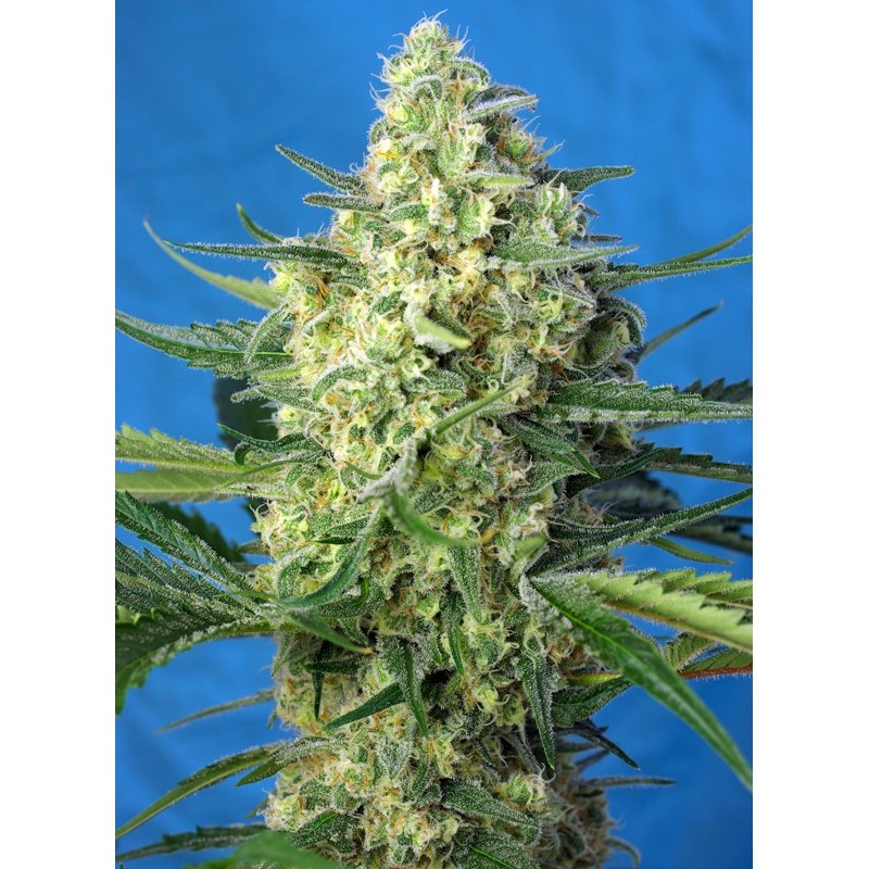 JACK 47 XL AUTO · Sweet Seeds · cannabis samen · AutoFem