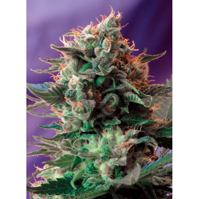 JACK 47 · Sweet Seeds · graines de cannabis · Fem