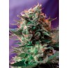 JACK 47 · Sweet Seeds · cannabis samen · Fem