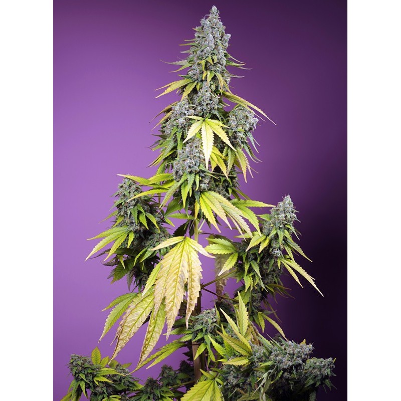 JET FUEL MANDARINE XL AUTO · Sweet Seeds · sementes de maconha · AutoFem