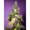 JET FUEL MANDARINE XL AUTO · Sweet Seeds · cannabis samen · AutoFem