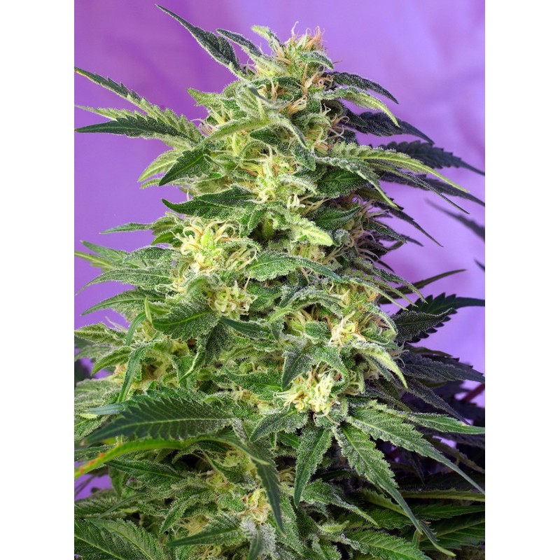 KILLER KUSH AUTO · Sweet Seeds · cannabis seeds · AutoFem