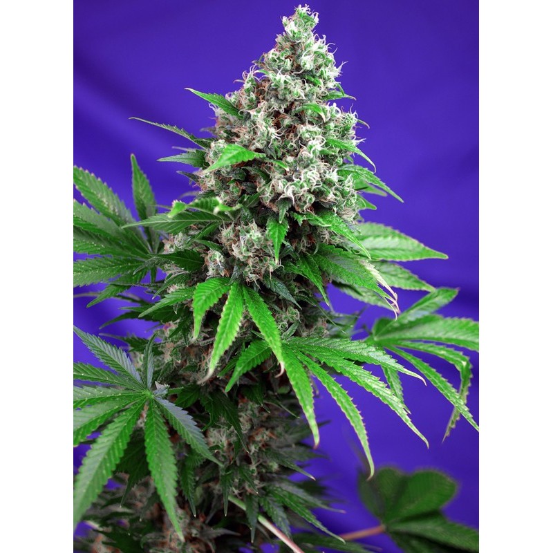 KILLER KUSH F1 FAST VERSION · Sweet Seeds · kenevir tohum· Disi · Fem