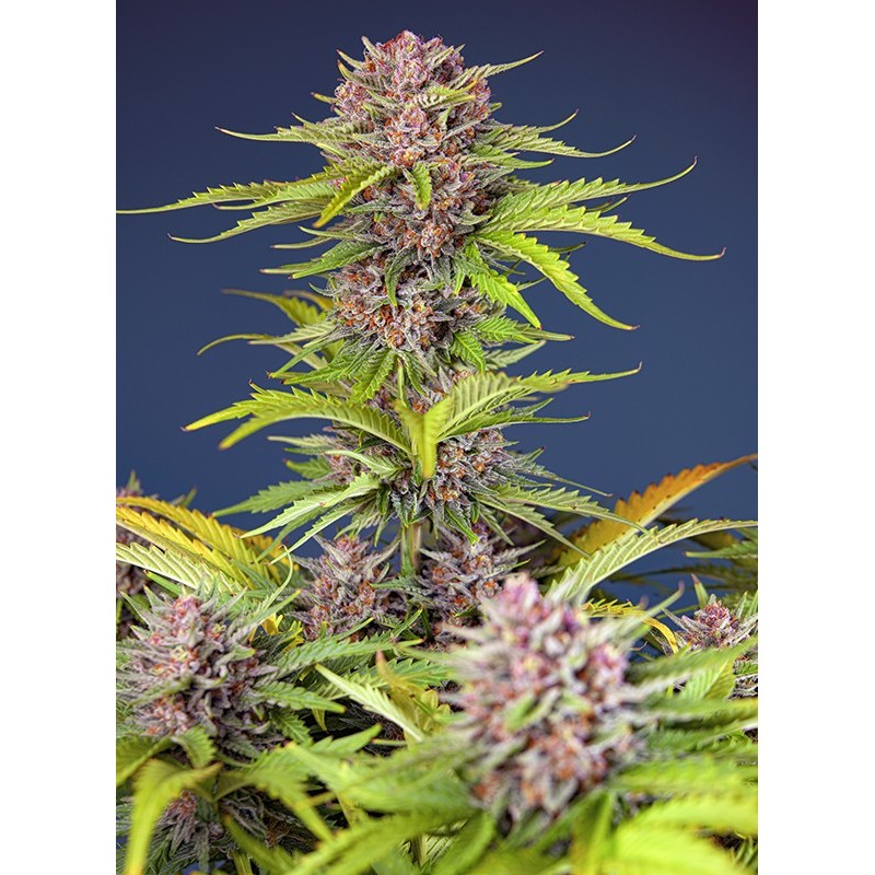 MIMOSA BRUCE BANNER XL AUTO · Sweet Seeds · semillas de marihuana · AutoFem