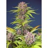 MIMOSA BRUCE BANNER XL AUTO · Sweet Seeds · semillas de marihuana · AutoFem