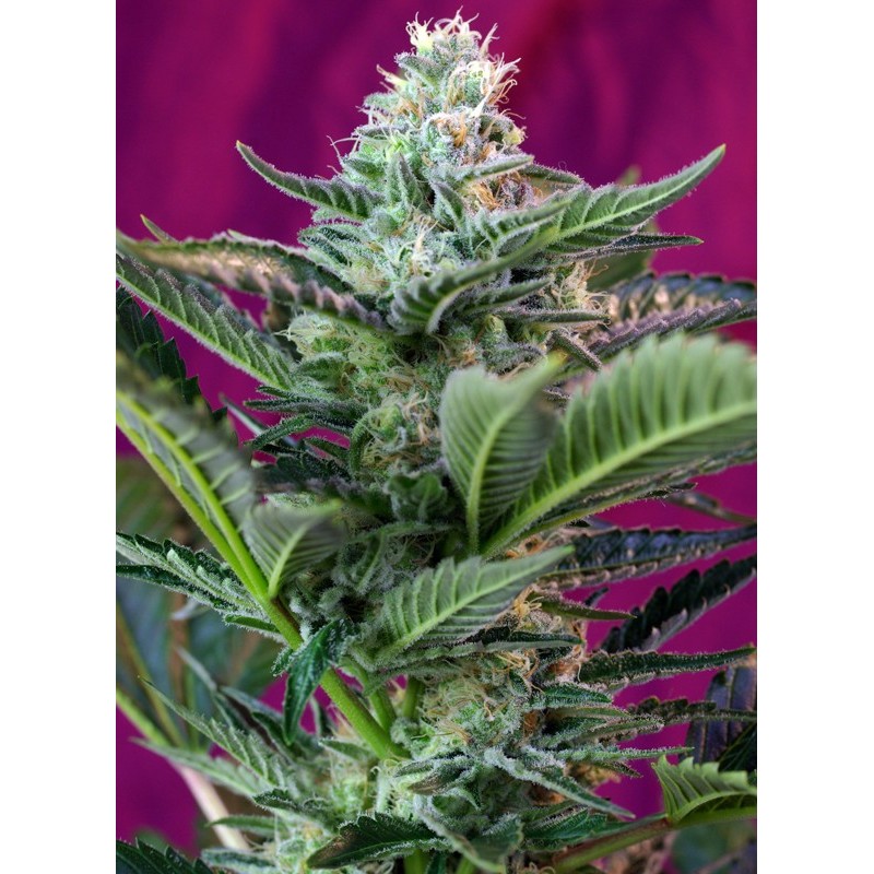 MOHAN RAM AUTO · Sweet Seeds · sementes de maconha · AutoFem