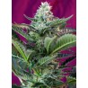 MOHAN RAM AUTO · Sweet Seeds · semillas de marihuana · AutoFem