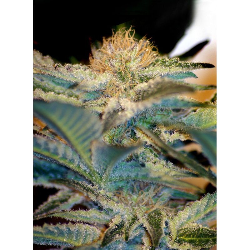 MOHAN RAM · Sweet Seeds · cannabis samen · Fem