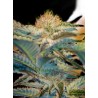 MOHAN RAM · Sweet Seeds · kenevir tohum · Disi · Fem