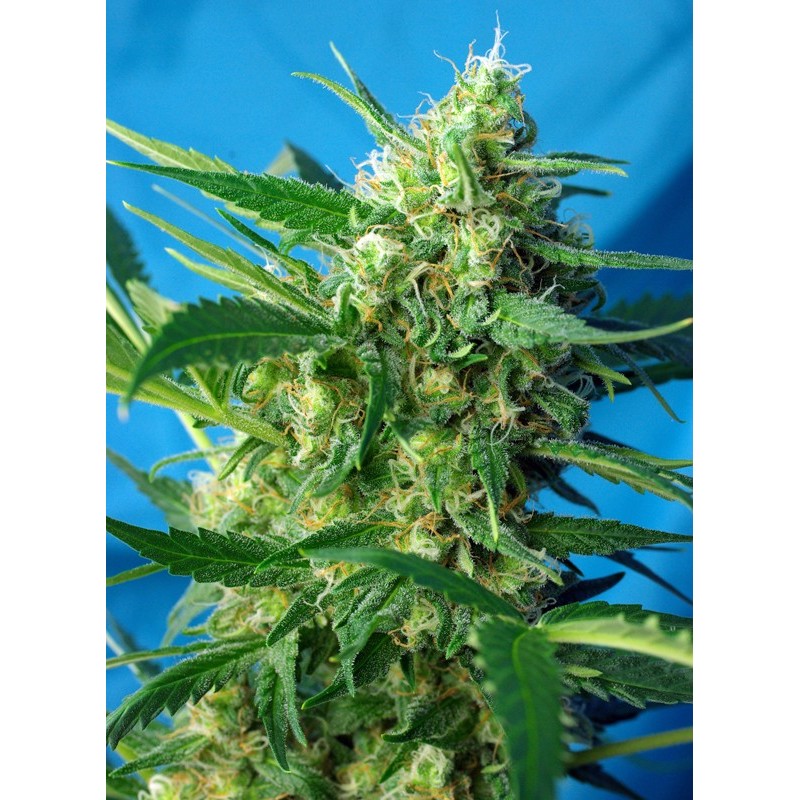 NYC DIESEL AUTO · Sweet Seeds · kenevir tohum · Disi · AutoFem