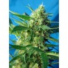 NYC DIESEL AUTO · Sweet Seeds · kenevir tohum · Disi · AutoFem