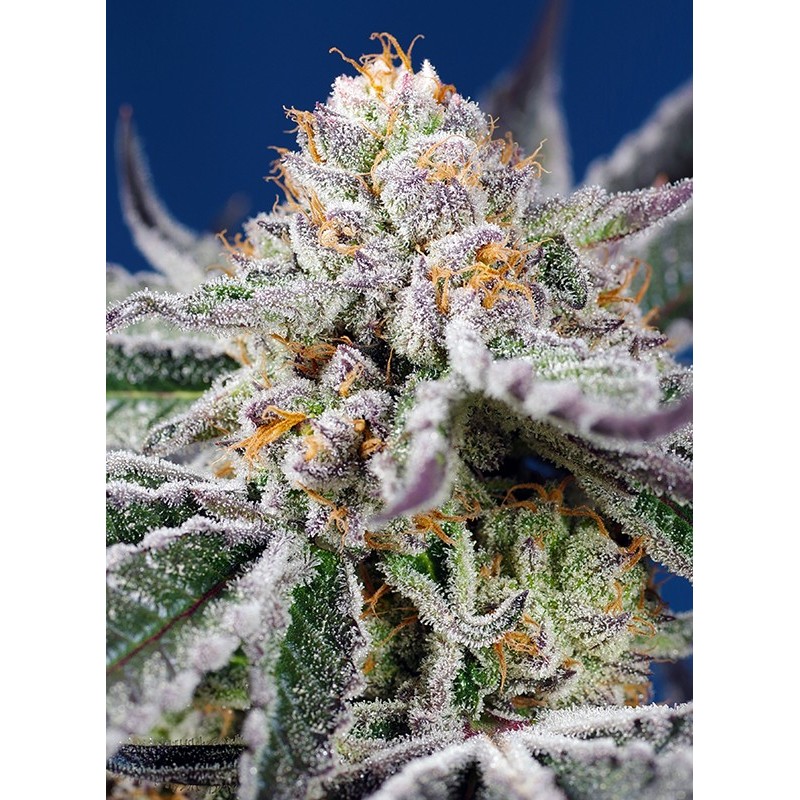 ORANGE APRICOT GLUE XL AUTO · Sweet Seeds · semillas de marihuana · AutoFem