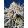ORANGE APRICOT GLUE XL AUTO · Sweet Seeds · semillas de marihuana · AutoFem