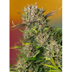 PAPAYA ZOAP AUTO · Sweet...