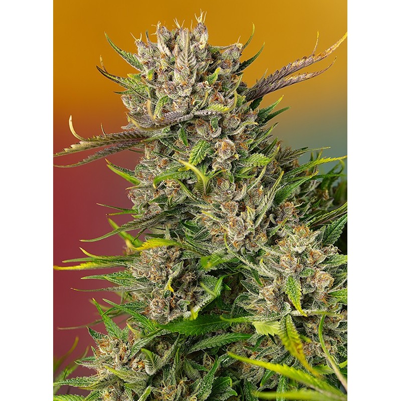 PAPAYA ZOAP AUTO · Sweet Seeds · semillas de marihuana · AutoFem