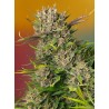 PAPAYA ZOAP AUTO · Sweet Seeds · graines de cannabis · AutoFem