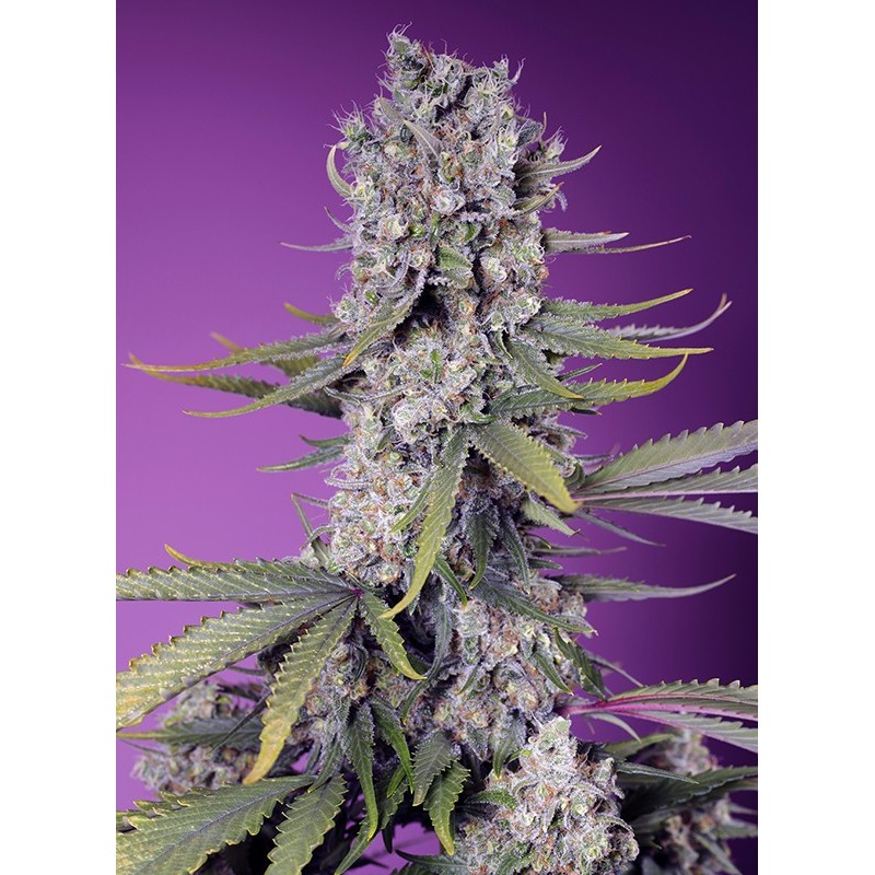 PAPAYA ZOAP F1 FAST VERSION · Sweet Seeds · kenevir tohum · Fem