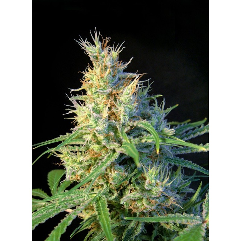 PSICODELICIA · Sweet Seeds · kenevir tohum · Disi  · Fem