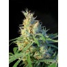 PSICODELICIA · Sweet Seeds · kenevir tohum · Disi  · Fem