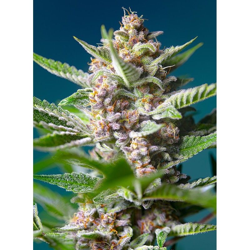 PURPLE PUNCH OG · Sweet Seeds · kenevir tohum · Disi · Fem