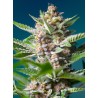 PURPLE PUNCH OG · Sweet Seeds · graines de cannabis · Fem