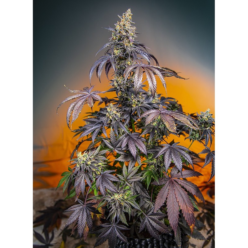 RED GORILLA GIRL XL AUTO · Sweet Seeds · sementes de maconha · AutoFem