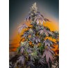RED GORILLA GIRL XL AUTO · Sweet Seeds · graines de cannabis · AutoFem