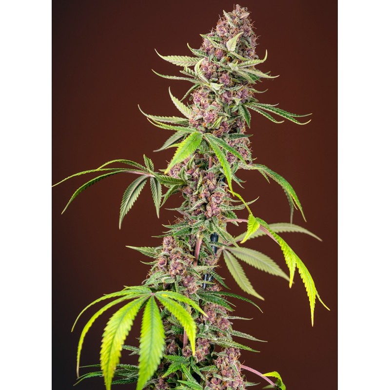 RED MANDARINE F1 FAST VERSION · Sweet Seeds · sementes de maconha · Fem