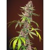RED MANDARINE F1 FAST VERSION · Sweet Seeds · kaufen cannabis samen · Fem