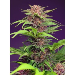 RED MIMOSA XL AUTO · Sweet...