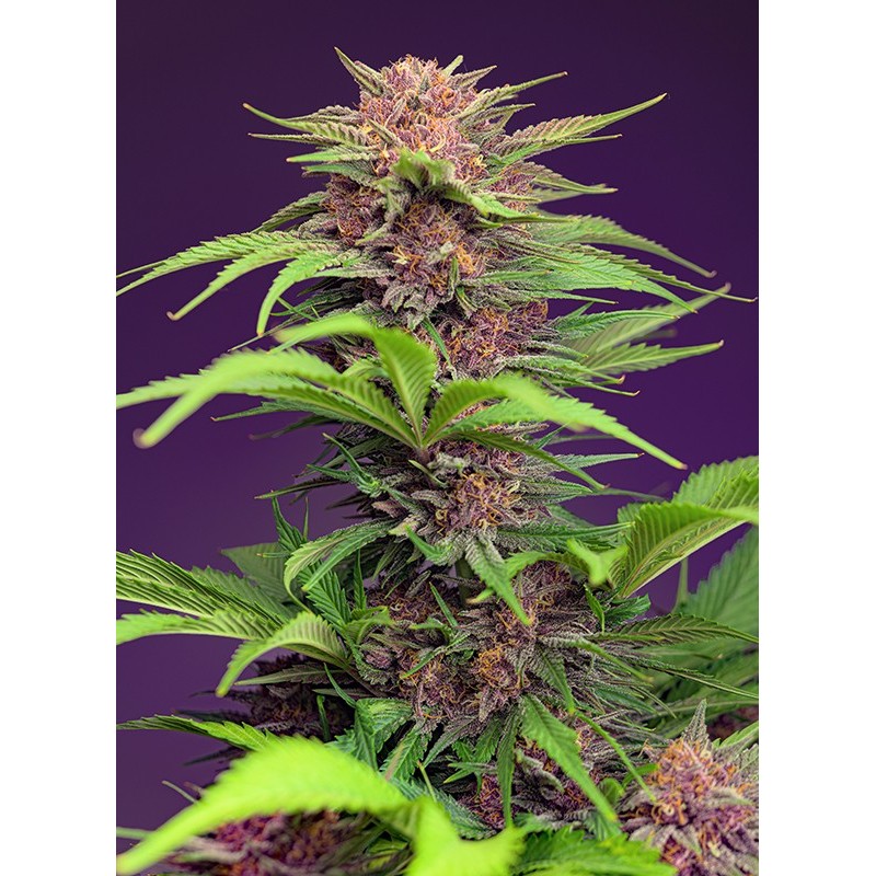 RED MIMOSA XL AUTO · Sweet Seeds · cannabis seeds · AutoFem