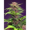 RED MIMOSA XL AUTO · Sweet Seeds · kenevir tohum · Disi · AutoFem