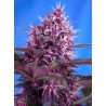 RED POISON AUTO · Sweet Seeds · semillas de marihuana · AutoFem
