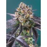 RED STRAWBERRY BANANA AUTO · Sweet Seeds · kenevir tohum · Disi · AutoFem