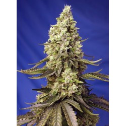 RUNTZ XL AUTO · Sweet Seeds...