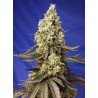 RUNTZ XL AUTO · Sweet Seeds · kenevir tohum · Disi · AutoFem