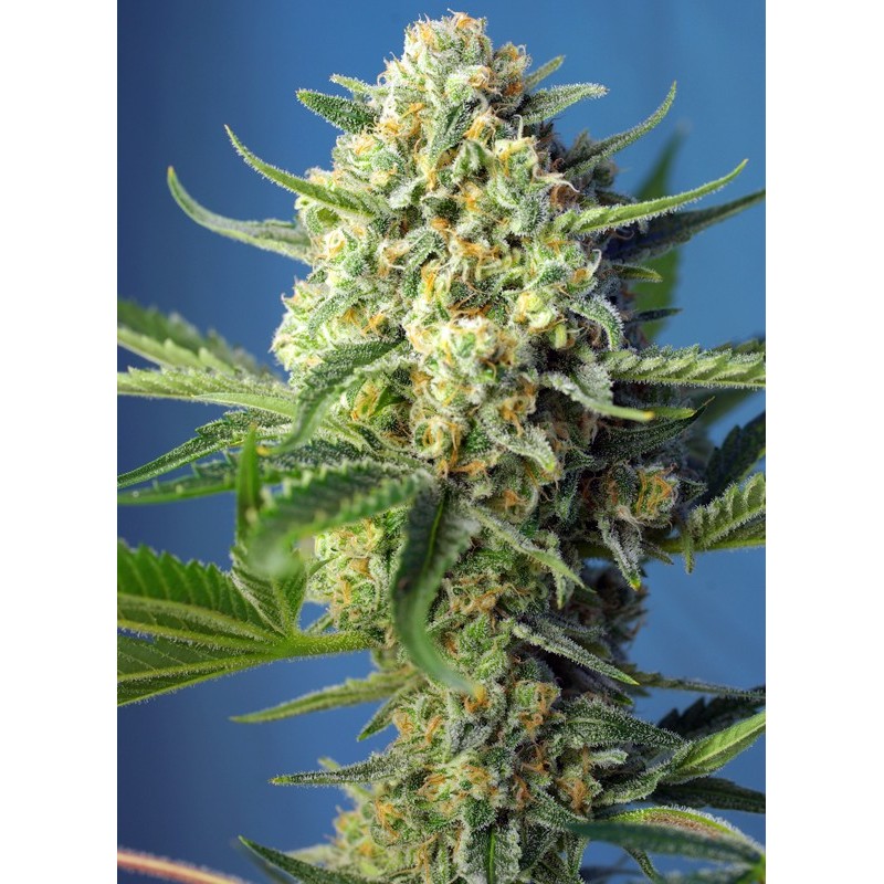 S.A.D. SWEET AFGANI DELICIOUS  AUTO · Sweet Seeds · cannabis seeds · AutoFem