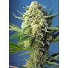 S.A.D. SWEET AFGANI DELICIOUS  AUTO · Sweet Seeds · kenevir tohum · AutoFem