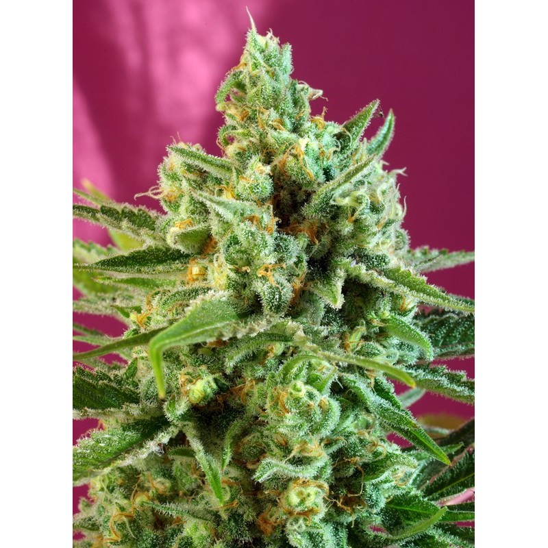 S.A.D. SWEET AFGANI DELICIOUS CBD · Sweet Seeds · graines de cannabis · Fem